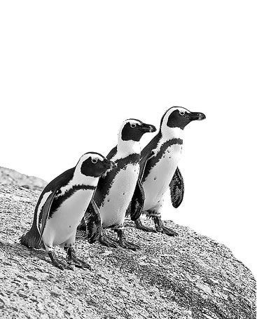 Penguins