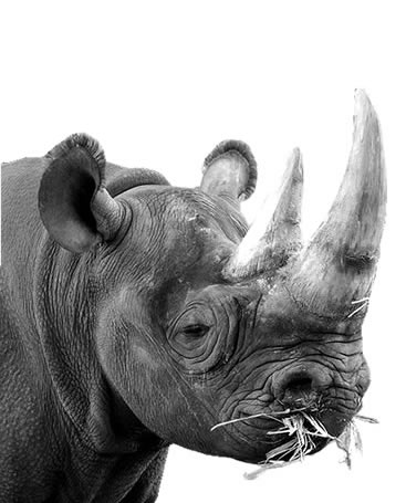 Rhino
